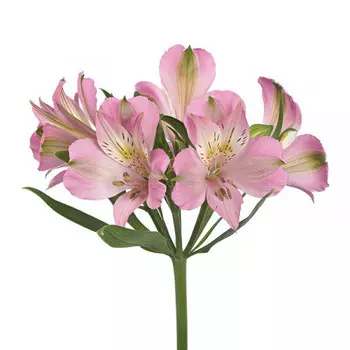 Альстромерия Бледно-Розовая