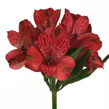Альстромерия Красная