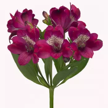 Альстромерия Малиновая