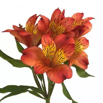 Альстромерия Оранжевая