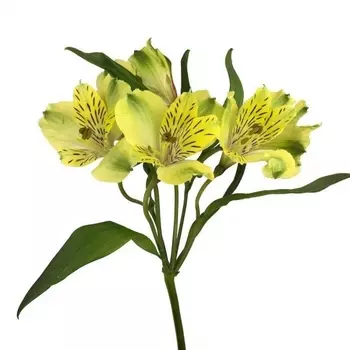 Альстромерия Желтая