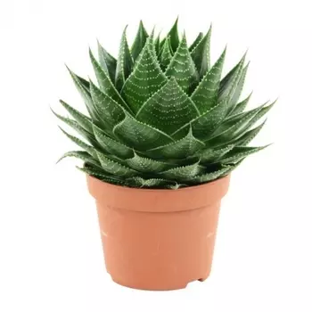 Алоэ Космо в горшке 11/18