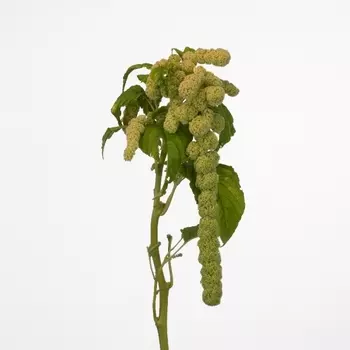 Амарантус Зеленый