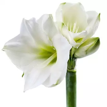 Амариллис Белый