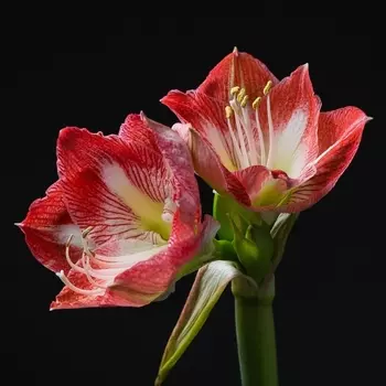 Амариллис Красно-Белый