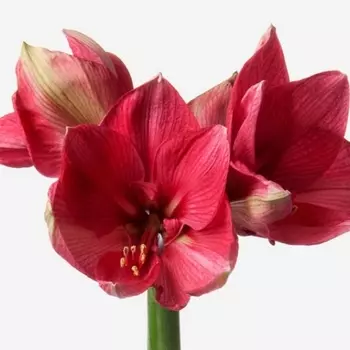 Амариллис Малиновый