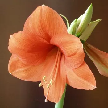 Амариллис Оранжевый