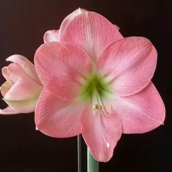 Амариллис Розовый
