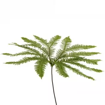 Амбрелла (1 ветка)