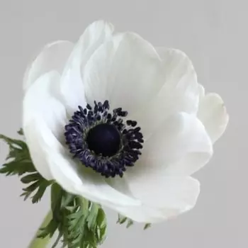 Анемон Белый