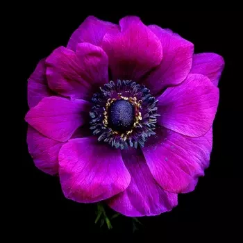 Анемон Фиолетовый