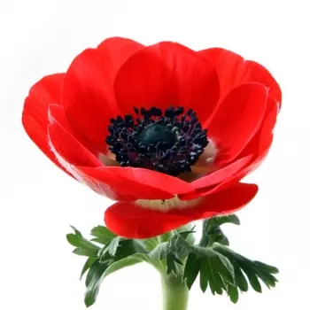 Анемон Красный