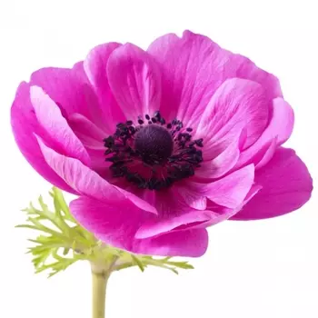 Анемон Малиновый