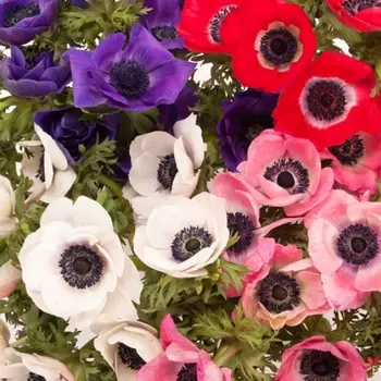 Анемон Микс