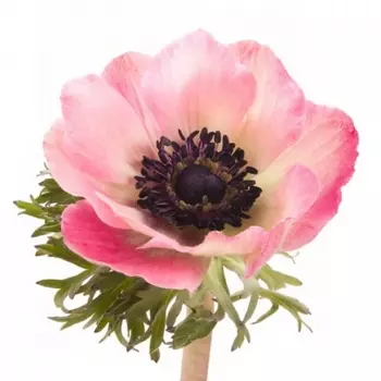 Анемон Розовый