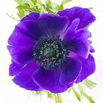 Анемон Синий