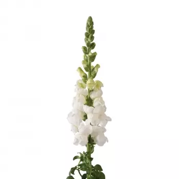 Антирринум Белый