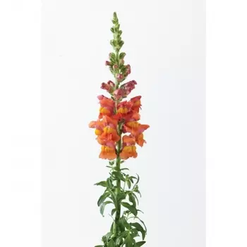 Антирринум Оранжевый