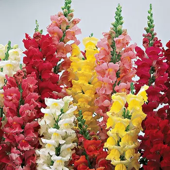 Антирринум Микс