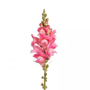 Антирринум Розовый