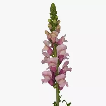 Антирринум Сиреневый