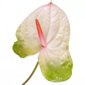 Антуриум Бело-Зеленый