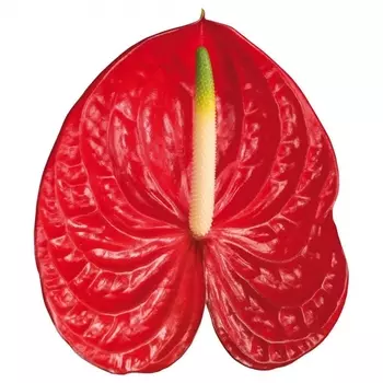 Антуриум Красный