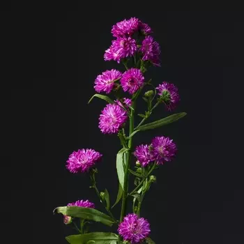 Астер Малиновый