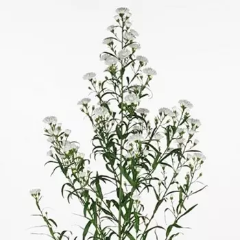 Астер Белый