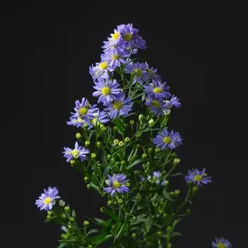 Астер Сиреневый