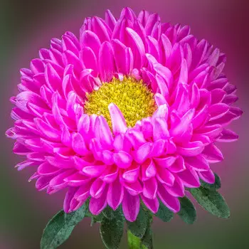 Астра Розовая