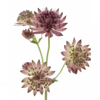 Астранция Фиолетовая