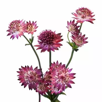 Астранция Розовая