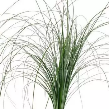 Берграсс Микс