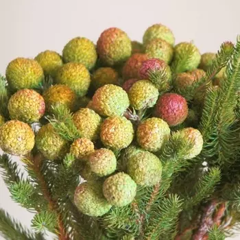 Берзелия Красная