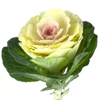 Брассика Белая