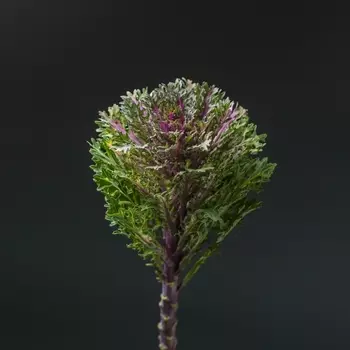 Брассика Пушистая