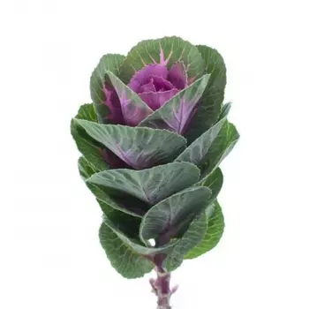 Брассика Розовая