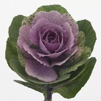 Брассика Сиреневая