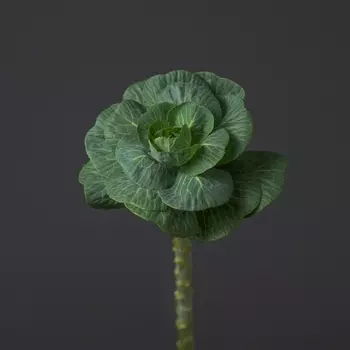 Брассика Зеленая