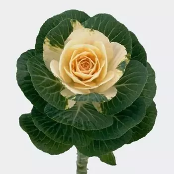 Брассика Зелено-Белая