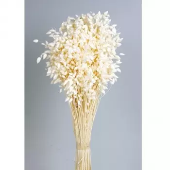 Бриза Maxima cухоцвет