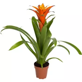 Бромелия микс в горшке 12/40