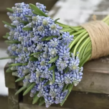 Букет Из 75 Мускари