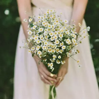 15 Кустовых Ромашек в букете невесты