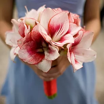 Букет Невесты "Амариллис"