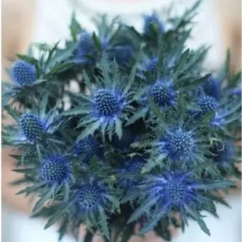 Букет Невесты "Эрингиумы"