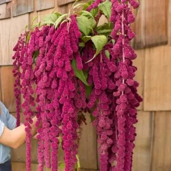 Букет "15 Розовых Амарантусов"