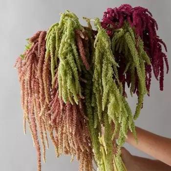 Букет "25 Разноцветных Амарантусов"