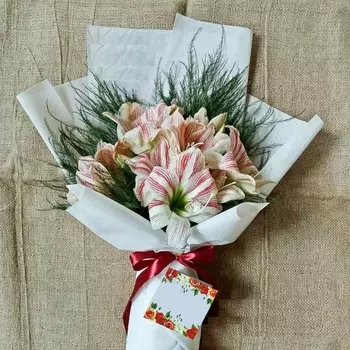 Букет "5 Бело-Красных Амариллисов"